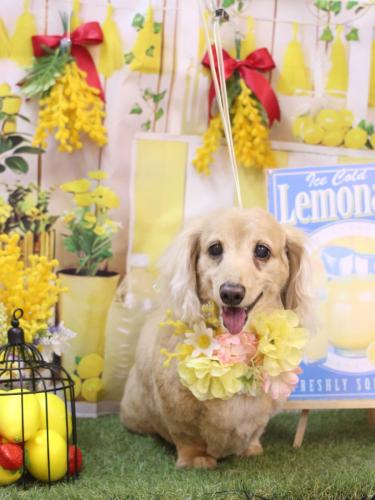 20240420グラちゃん